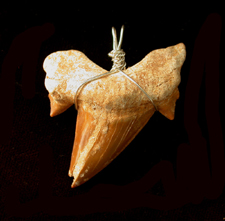 Fossil Shark Tooth Pendent
